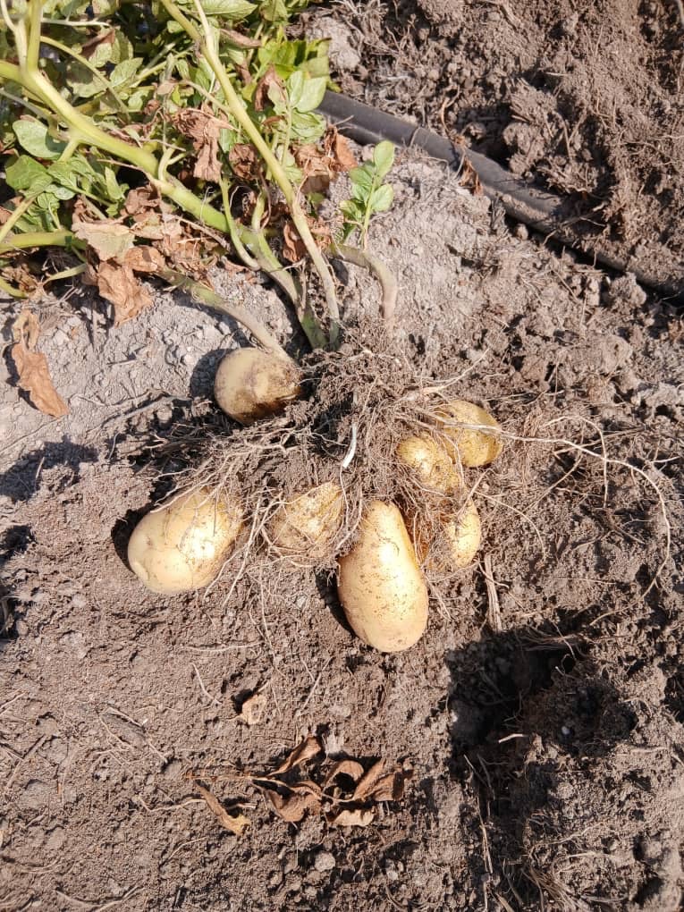 Pommes de terre fraîchement récoltées