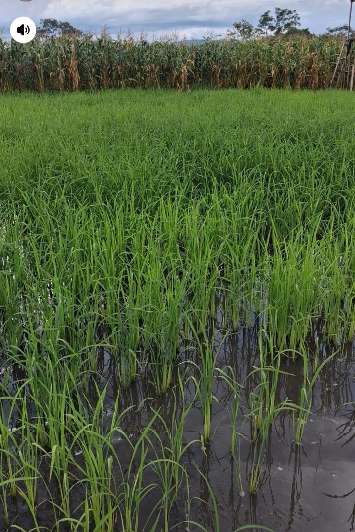 Jeunes plants de riz dans une parcelle irriguée